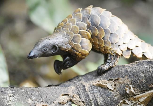 A-pangolin.jpg