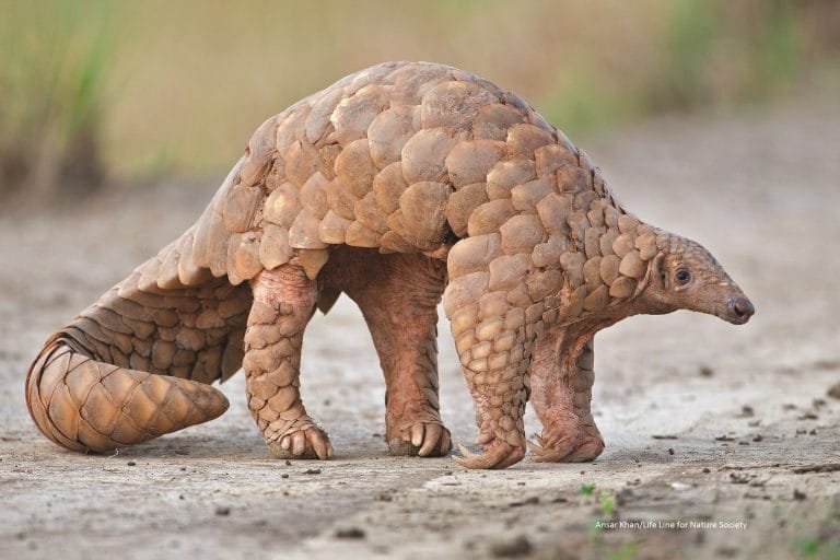 indian-pangolin
