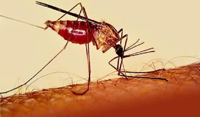 2016_9large_malaria.jpg