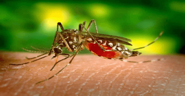 Malaria-Mosquitoes-1.png