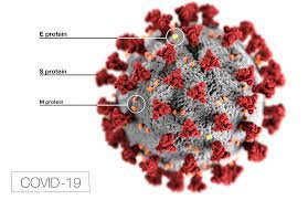 Anatomy-of-Covid-19-virus-279x181.jpeg