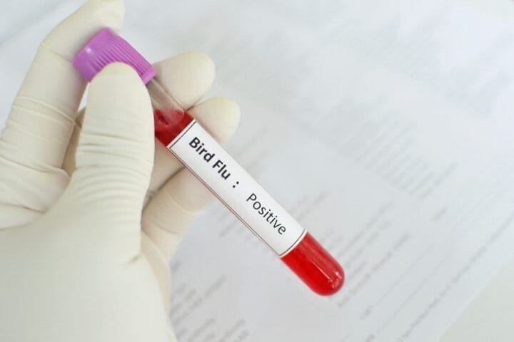bird-flu-test-e1651241534476.jpg