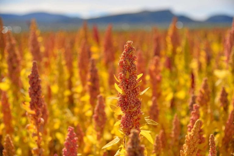 quinoa-data.jpg