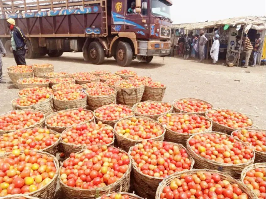 Kano-tomato-onion-farmers-marketer-1.jpg