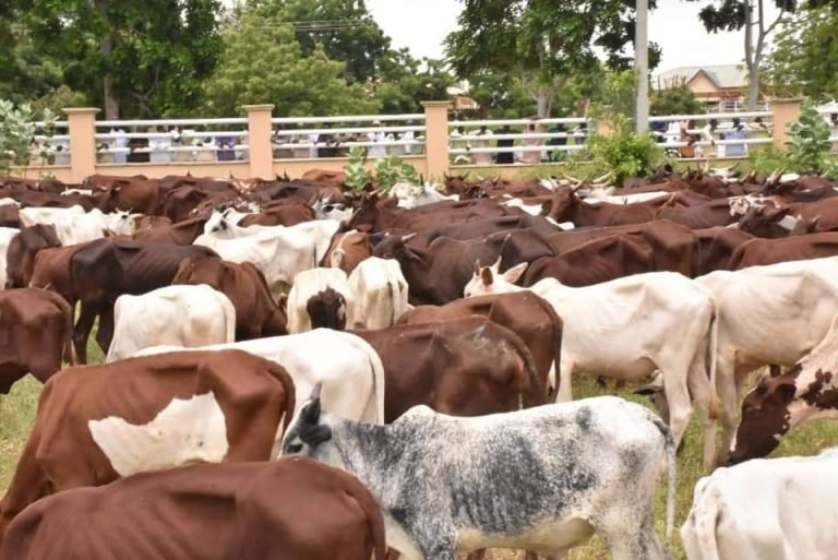 Cattles1.jpg