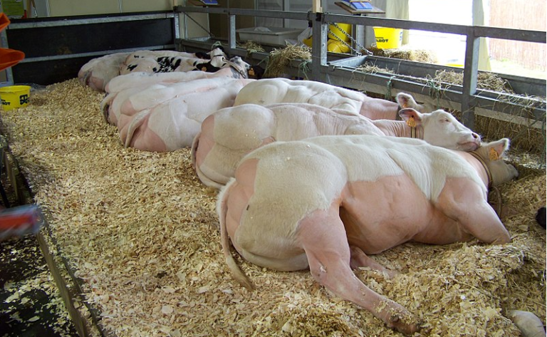 Cows.png