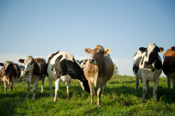 Cows-e1478406968526.png