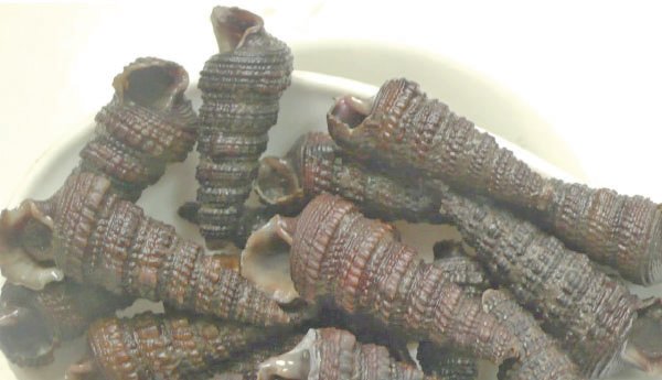 Periwinkle-snail.jpg