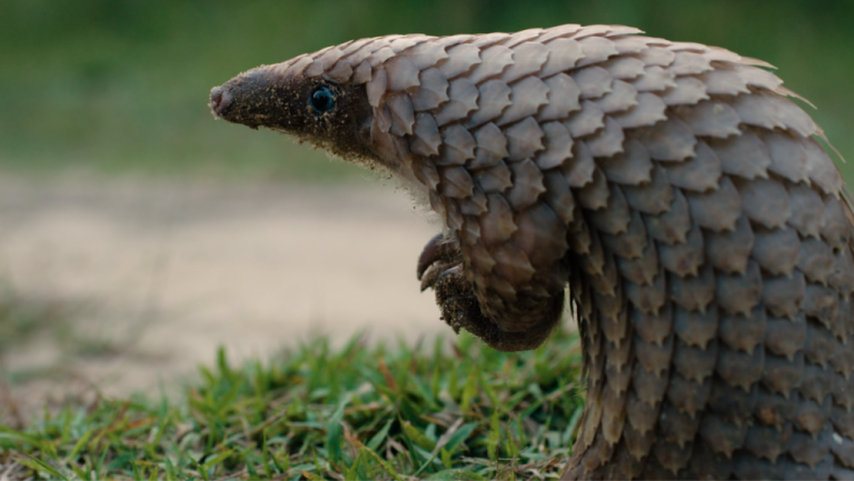 Wild-Africa-Fund-Pangolin3-1024x577.png