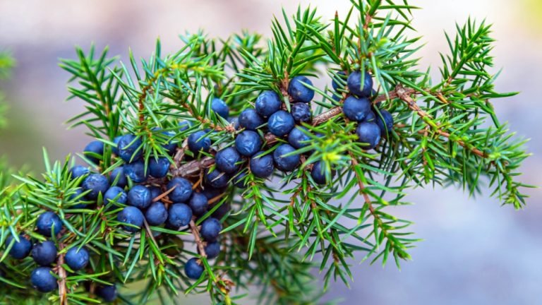 juniper-berry.jpg