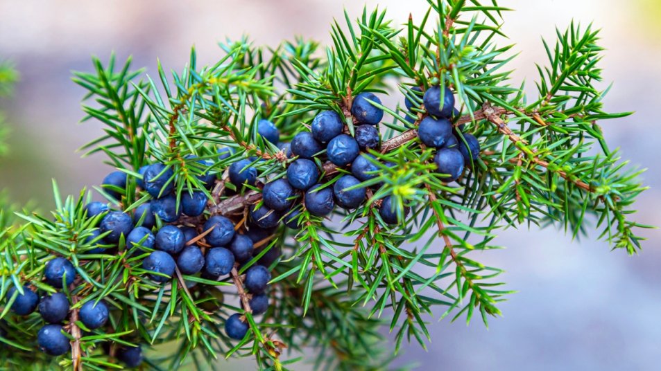 juniper-berry.jpg