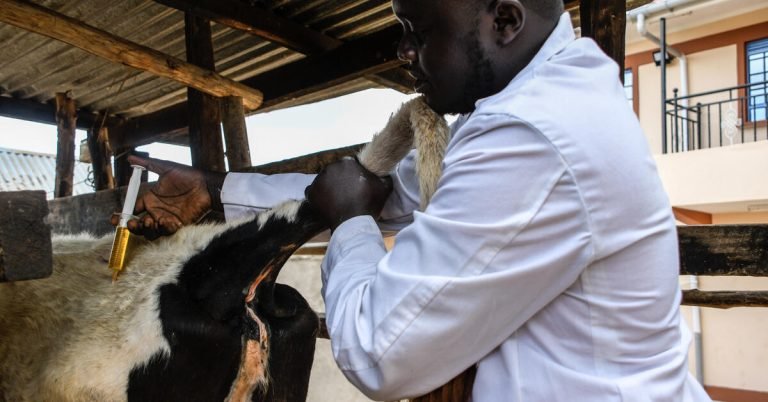 livestock-vaccination-Credit-International-Livestock-Research.jpg