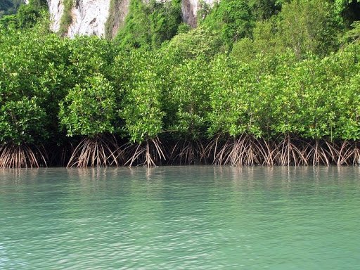 mangrove-1.jpg