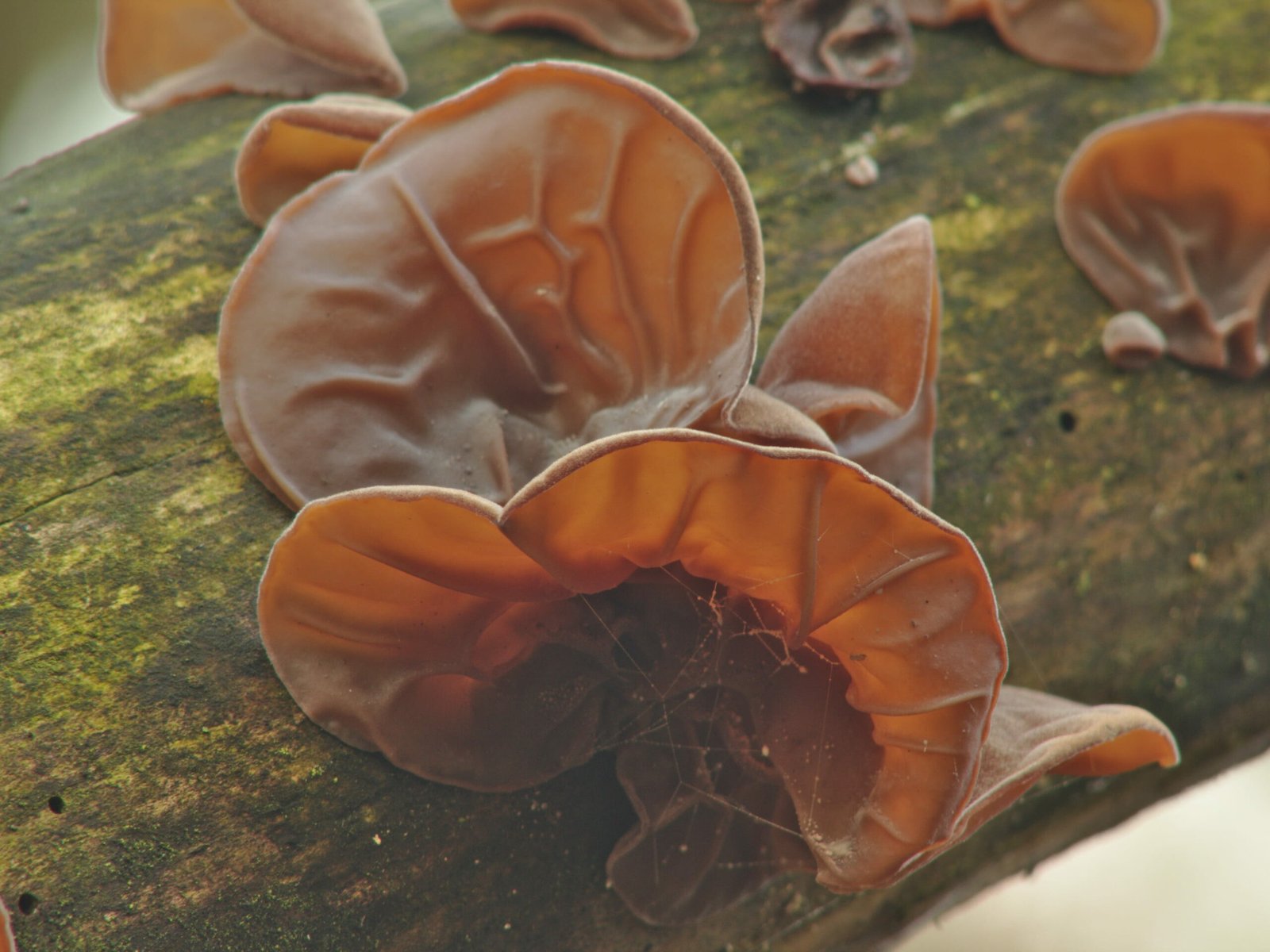 black-mushrooms-scaled.jpg