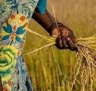 rice farmers
