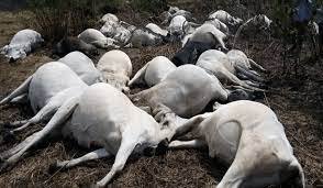 poisoned cows