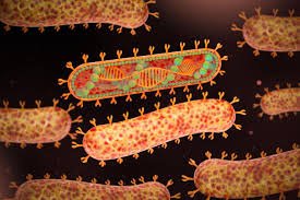 marburg deadly virus